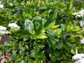 Plant gardeniaÃ¢â¬ËGolden MagicÃ¢â¬â¢, which has flowers that turn yellow with age. Royalty Free Stock Photo